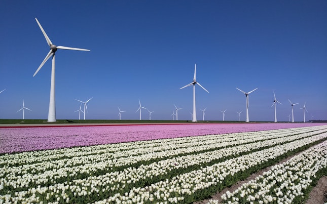 Wind Turbine Farm in Tulip Field