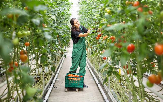 Worker picking tomatoes