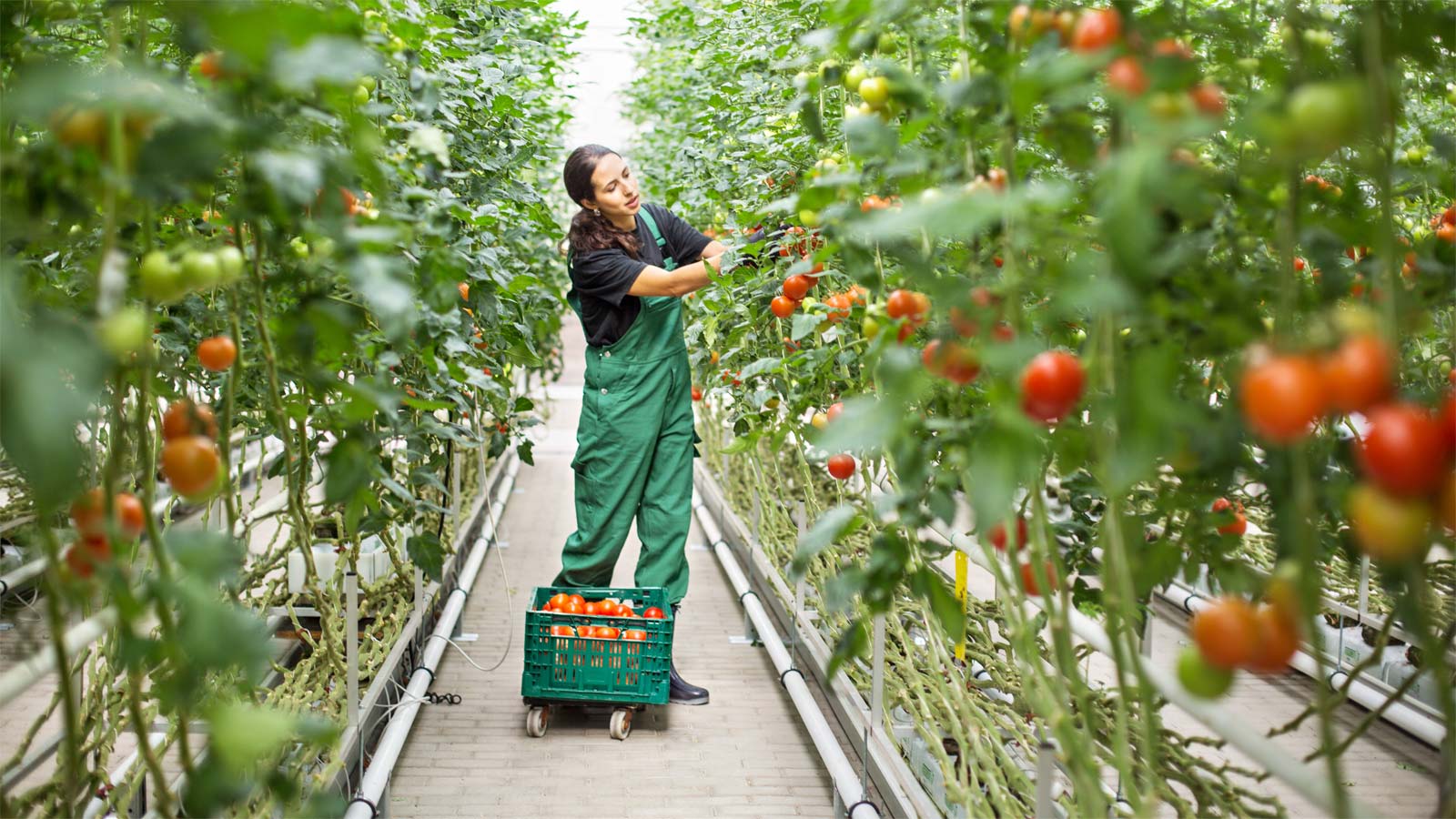 Worker picking tomatoes